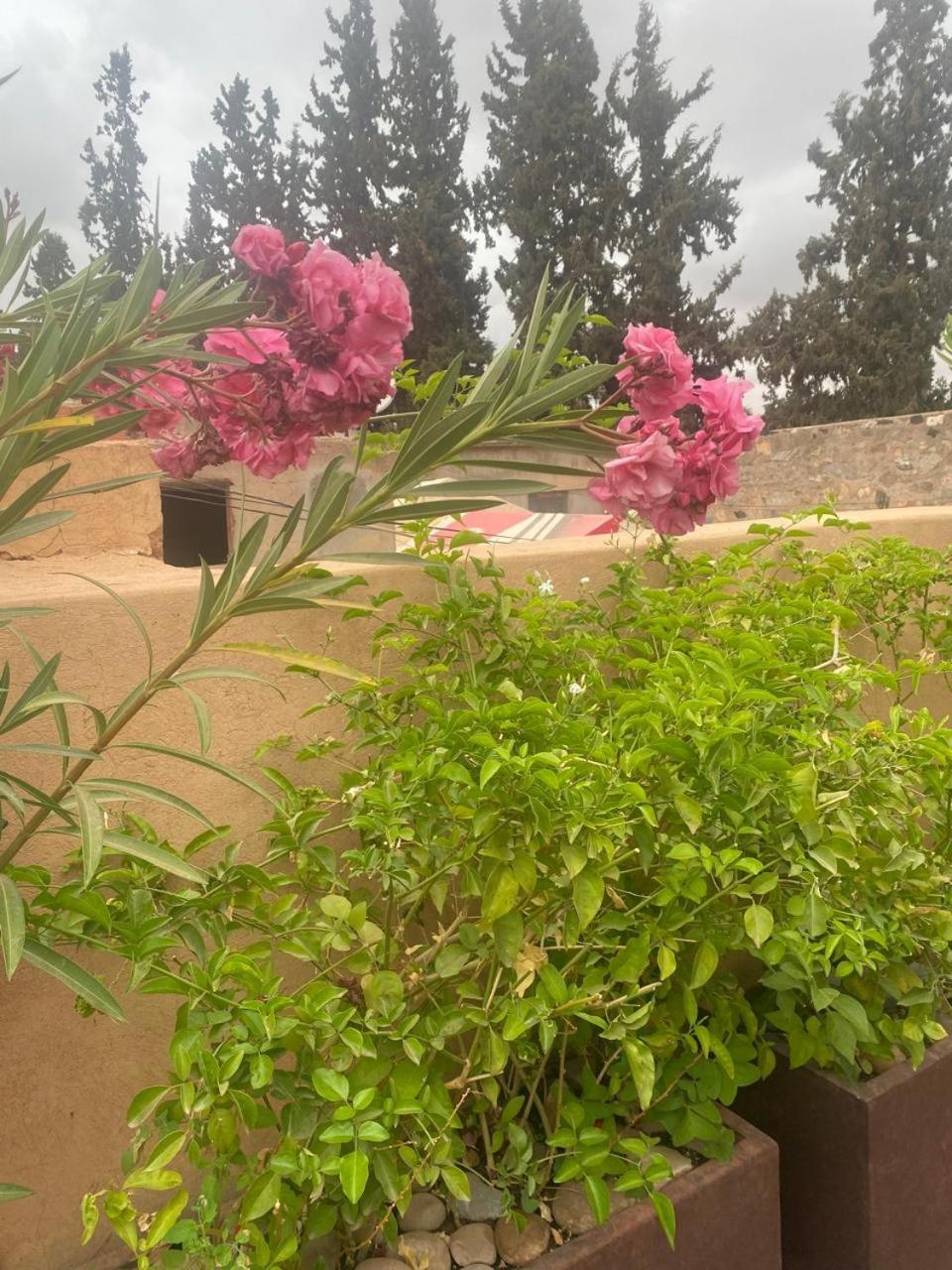 Dar Dalia Villa Marrakesh Eksteriør billede
